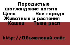 Породистые шотландские котята. › Цена ­ 5 000 - Все города Животные и растения » Кошки   . Тыва респ.